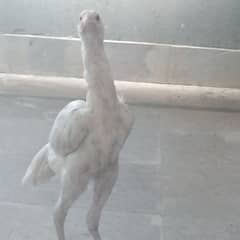 Aseel heera adult female for sale