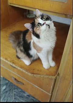 persian triple coat punch face female kittens