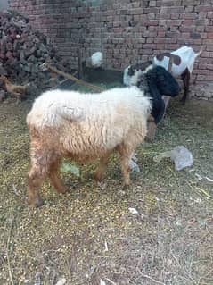 sheep for sale female health and active baby nhi DNA is ka