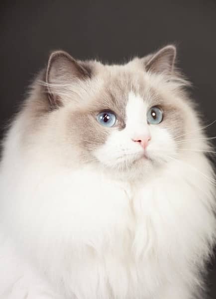 Ragdoll female 0