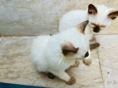 2months, trained pair of siamese cats, Rabbies Vaccine 0