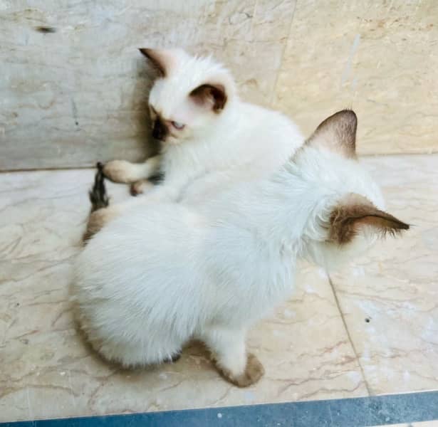 2months, trained pair of siamese cats, Rabbies Vaccine 1