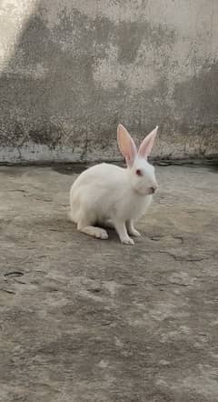 Red eyes rabbits pair