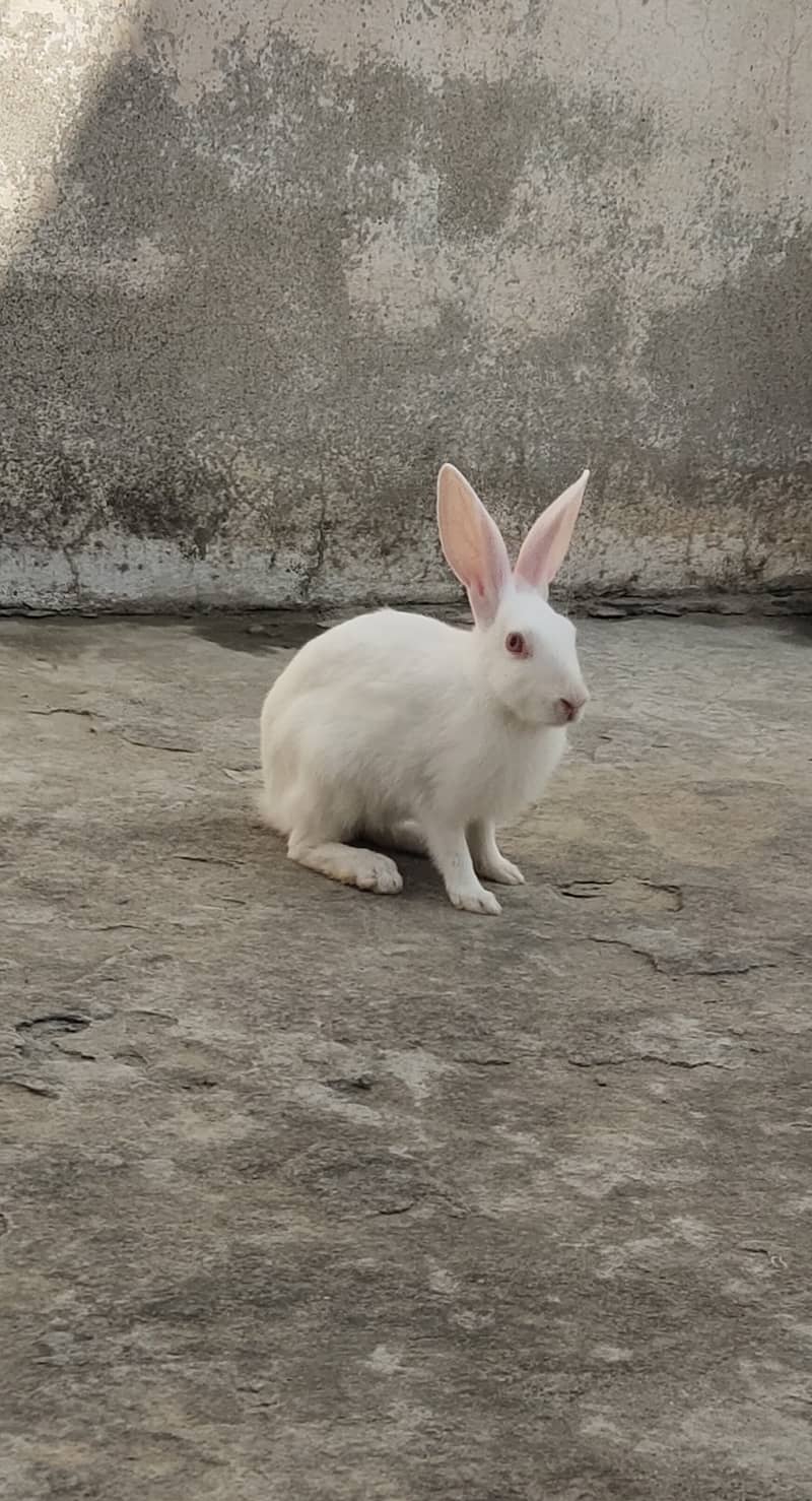 Red eyes rabbits pair 0