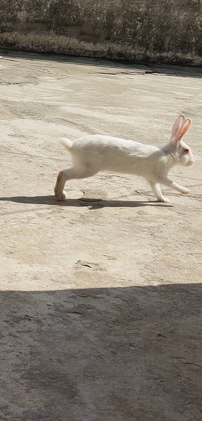 Red eyes rabbits pair 1