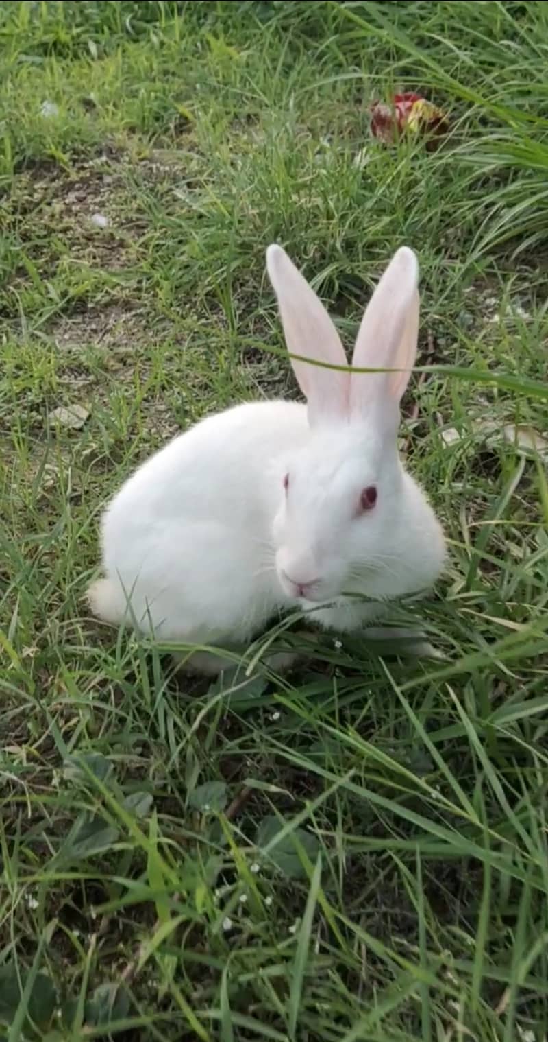 Red eyes rabbits pair 2