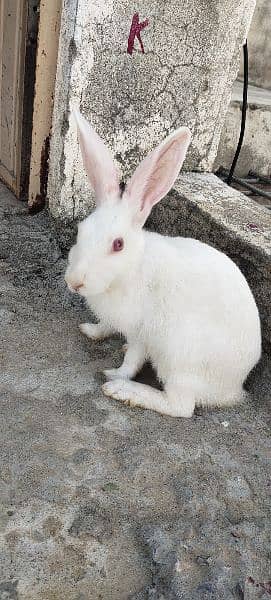 Red eyes rabbits pair 4