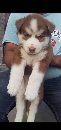 Siberian husky puppies for Sale