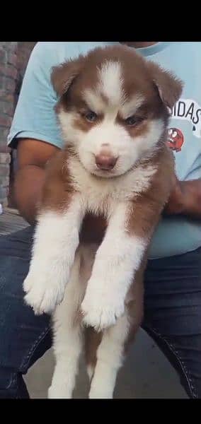 Siberian husky puppies for Sale 0