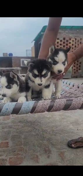 Siberian husky puppies for Sale 1