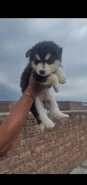 Siberian husky puppies for Sale 2