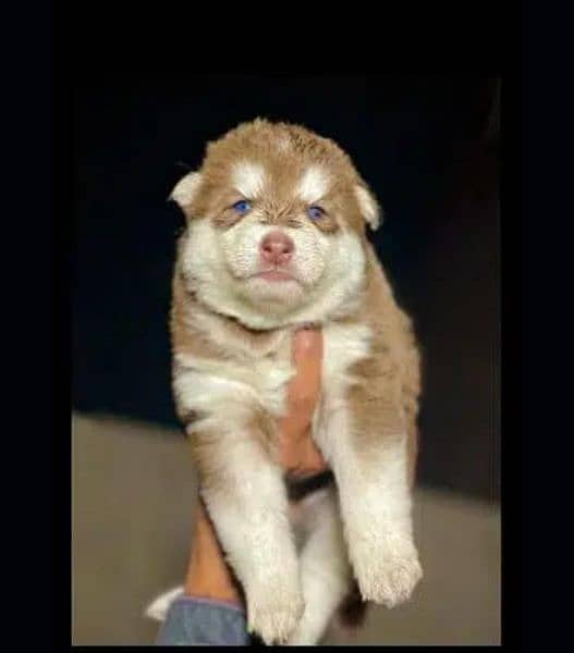 Siberian husky puppies for Sale 3