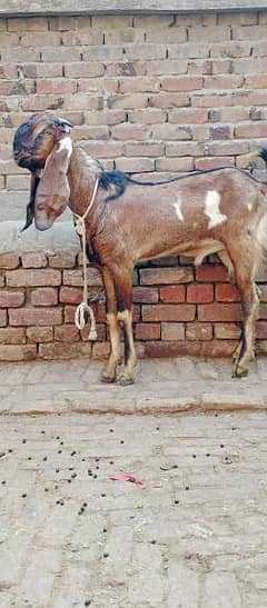 desi bakra