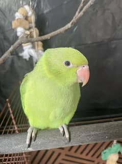 2 month old green parrot