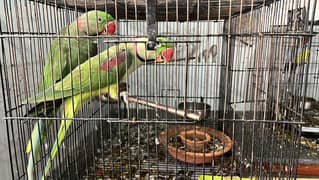 Raw Parrot | Male Parrot | Raw / Parrot for sale