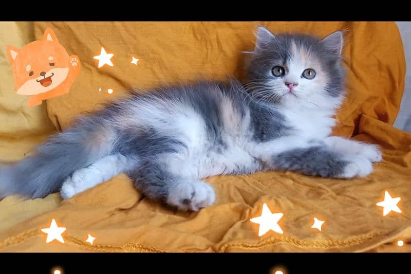 Persian Beautiful calico kittens 3