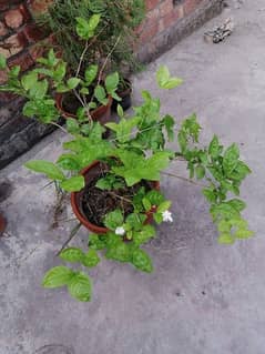 Plants  Alowvara