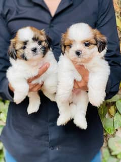 Top quality Shihtzu puppies pair 100,000 0