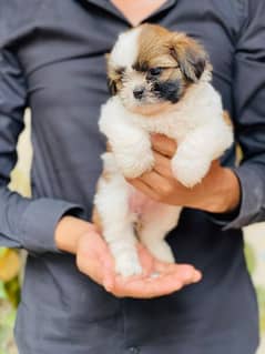 Top quality Shihtzu Puppies Pair 100k