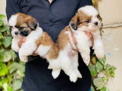 High Quality Shihtzu Male Female