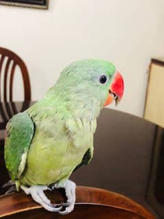 Female Raw parrot | baby parrot | 7 months| Hand Tame