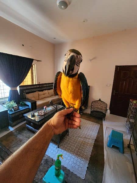 Triton Cockatoos, Blue and Gold Macaw, Amazons & African Grey 13