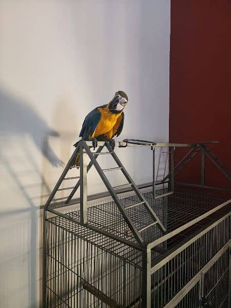 Triton Cockatoos, Blue and Gold Macaw, Amazons & African Grey 14