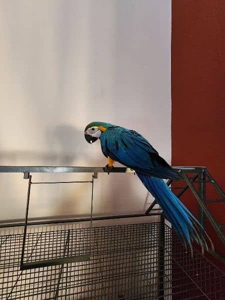 Triton Cockatoos, Blue and Gold Macaw, Amazons & African Grey 15