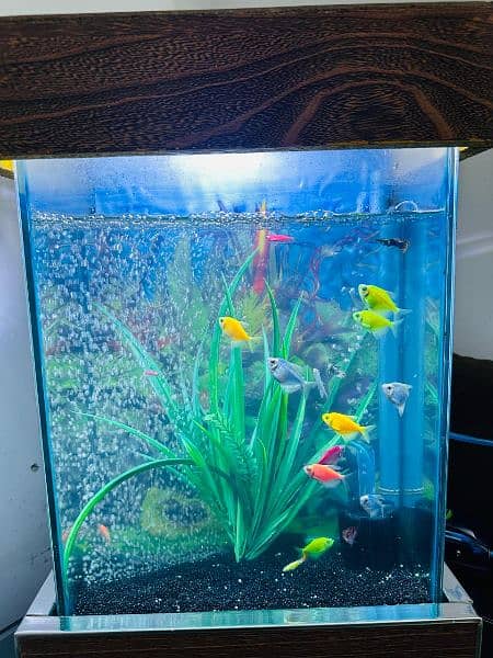 fish aquarium New and 19 fish include. . . . 2