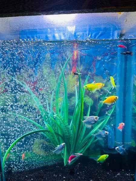 fish aquarium New and 19 fish include. . . . 3