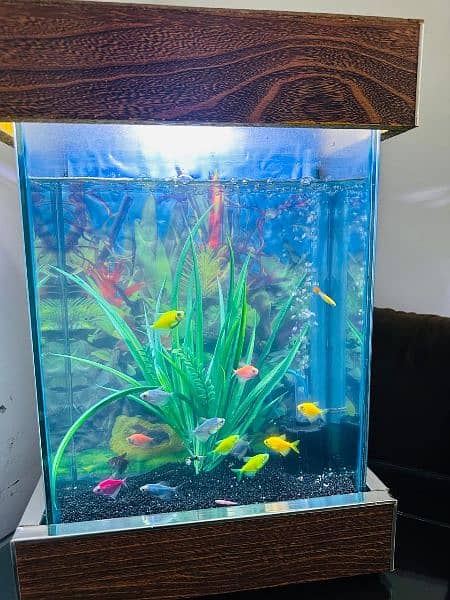 fish aquarium New and 19 fish include. . . . 6