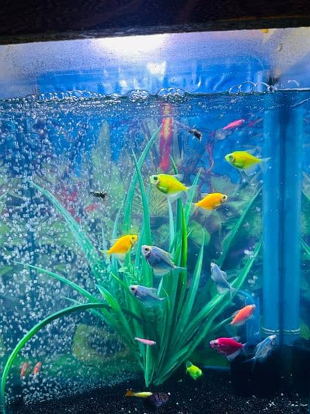 fish aquarium New and 19 fish include. . . . 7