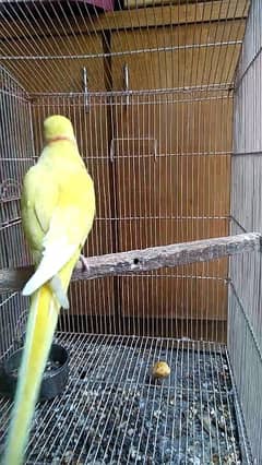 Yellow male available