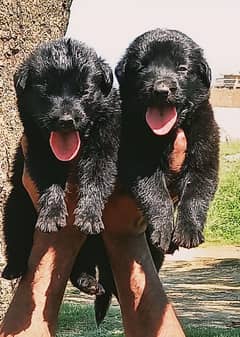 black German Shepherd puppies for sale