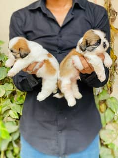 High Quality Shihtzu Puppies