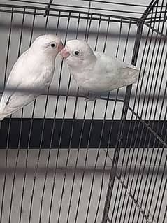 albino   Parrot White