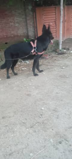 Female Belgium shepherd breeder near contact me 03051551100 whts up