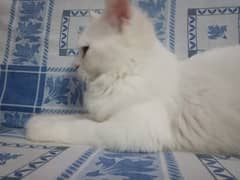 Cat White Persian Male for sale