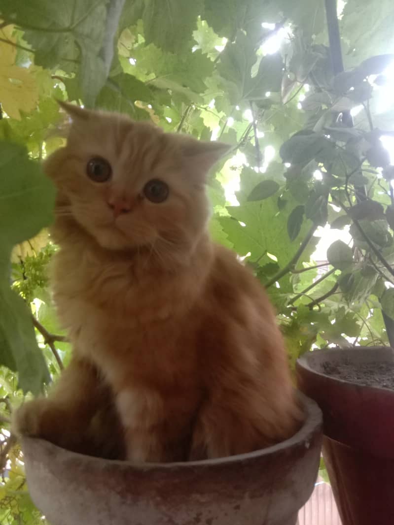 Brown homly cat for sale 2