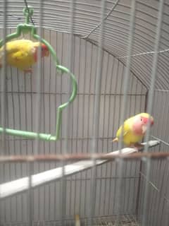 Lotino love bird family pair