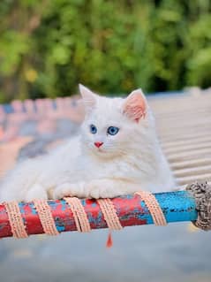 Persian cat