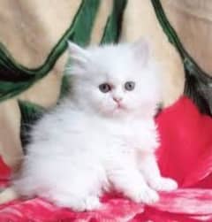 persian kitten