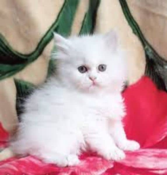 persian kitten 0