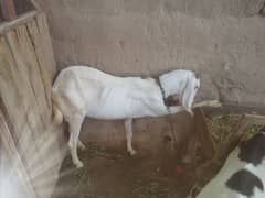 Rajan puri goat for sale