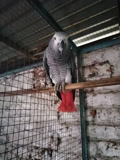 African grey parrot