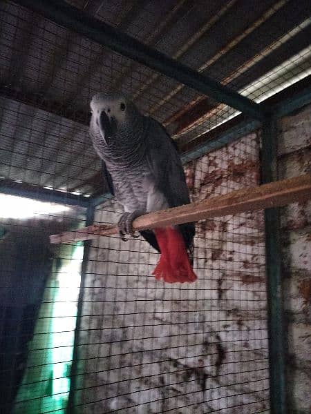 African grey parrot 1