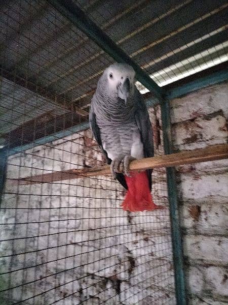 African grey parrot 2