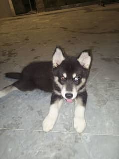 Siberian Husky Pup Odd Eyes