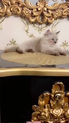 PERSIAN KITTEN  TRIPPLE COATED GREY