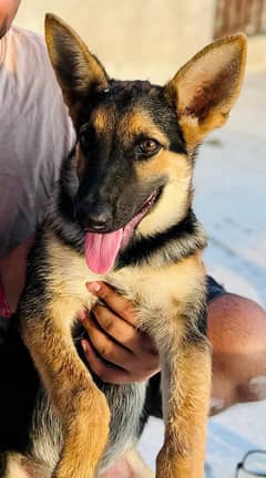 German Shepherd - Male (4 month Age)